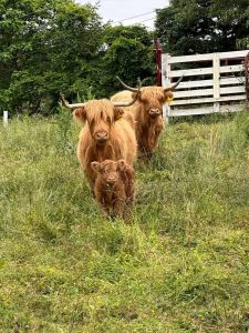 Scottish Highland Cows at Cedar Pond Farms