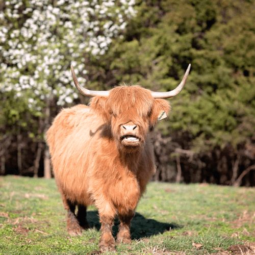 Kids hand-feeding a Highland cow