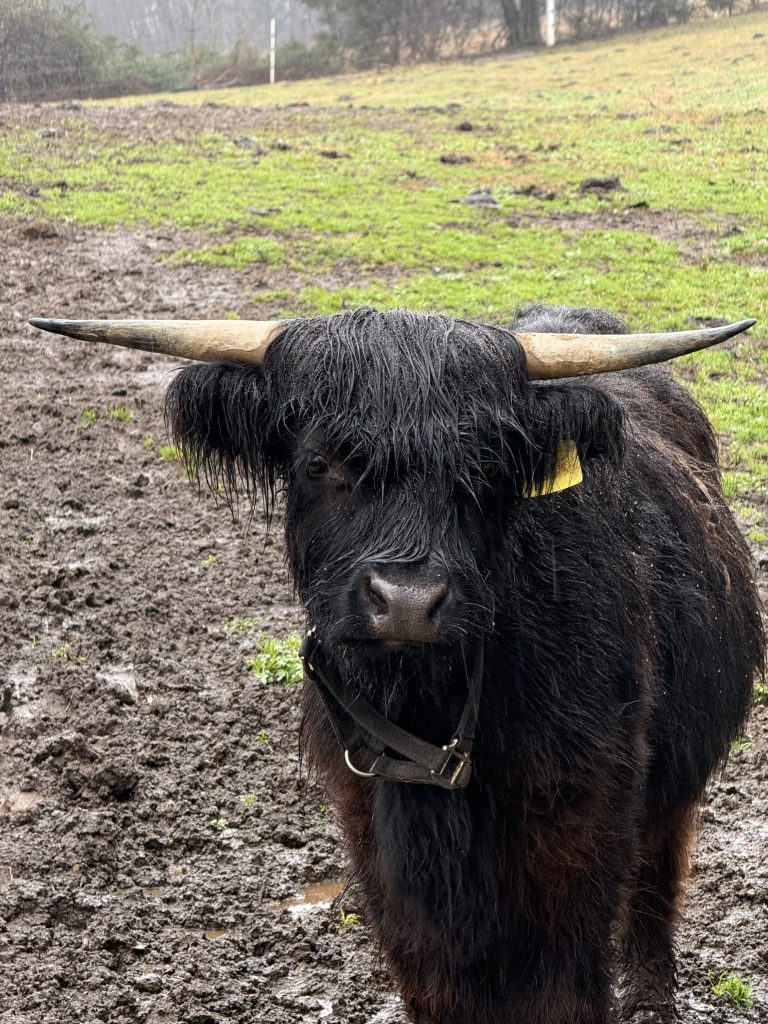Black Highland cow with long horns standing in a pasture wearing a halter.