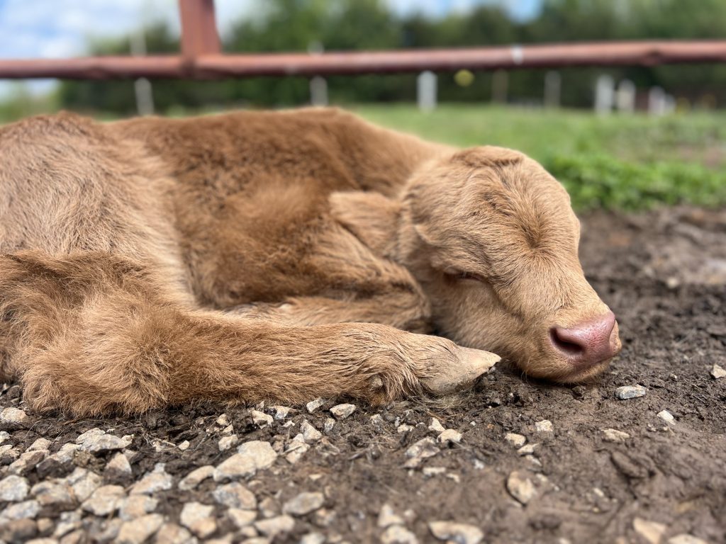 A brown Highland calf rests on gravelly ground with a farm fence and buildings visible in the background.
