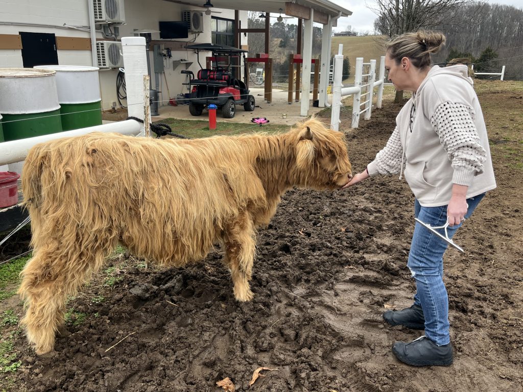 A woman in a white shirt and jeans stands beside a long-haired golden-brown Highland cow in a muddy farmyard.