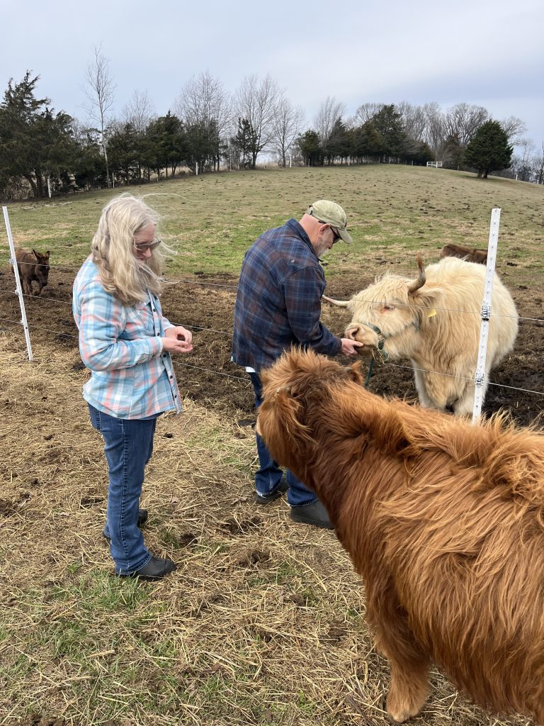 A woman and man feed Highland cattle in a pasture with white fencing and bare trees in the background.