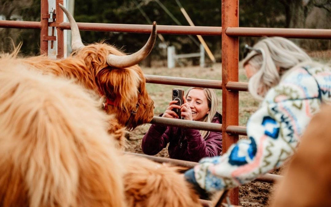 Smiling guests taking photos and interacting with Scottish Highland cows through a fence at Cedar Pond Farms