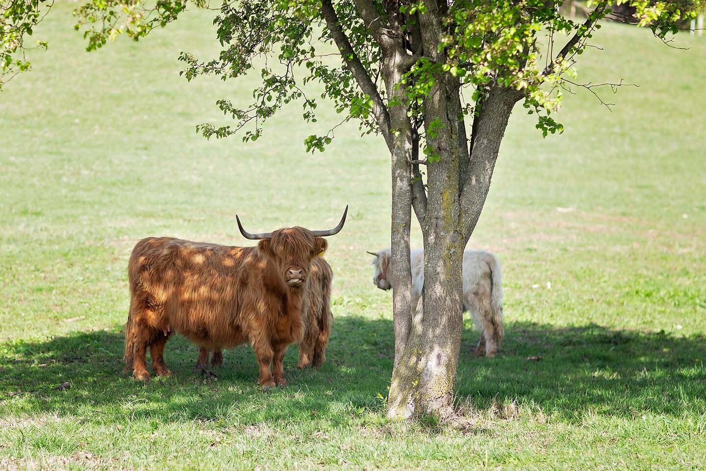Barndo 3B at Cedar Pond Farms in Jefferson City — a three-bedroom barndominium on a working farm with Scottish Highland cattle.